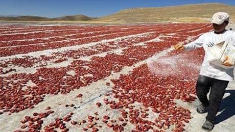 Misafir olarak geldikleri yörede üretime başladılar: 'Daha önce buralar bozkırdı'