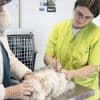 La moitié des chats domestiques n'est pas pucée ou tatouée en France alors que c'est obligatoire
