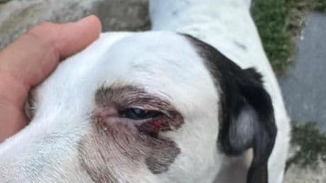 Furto a Bolano, ladri svaligiano casa e picchiano i cani