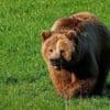 Blessée par un ours pendant une randonnée en Alaska, une femme survit à l’attaque