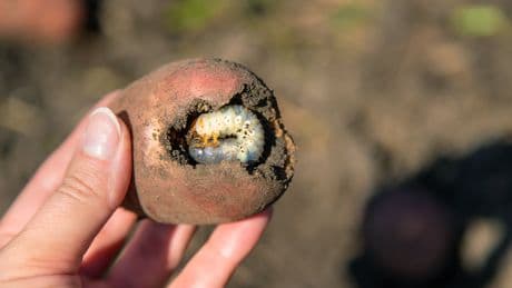 Yellow Patches On Your Grass? We've Got Grim Gardening News For You