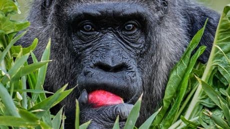 Fatou, the world's oldest gorilla in a zoo, is celebrating her 68th birthday in Berlin