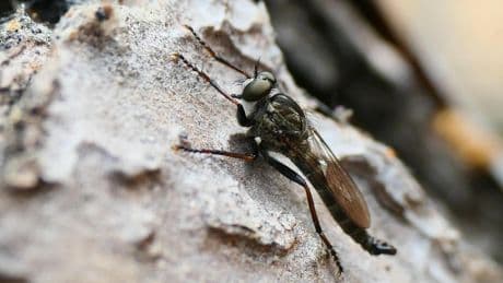 La temida diminuta mosca cazadora