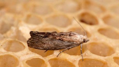 Moths can 'target your clothes' if you fail to complete quick cleaning task