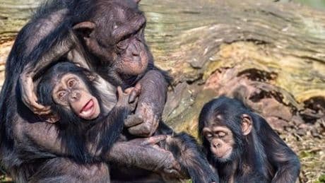Schimpansen in der Wildnis: Babys haben stabilere Mutter-Kind-Beziehungen