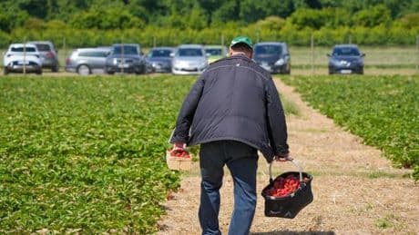 Ernte: Erdbeer-Selbstpflücke startet holprig in Brandenburg