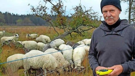 Nieuwe uitvinding redt kuddes schapen tegen aanvallen van wolven: ‘Schok op hun neus’