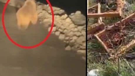 Arı kovanlarını parçaladı