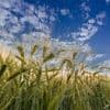 Gerste, Pistazien, Äpfel: Wann erfanden Menschen wirklich die Landwirtschaft?