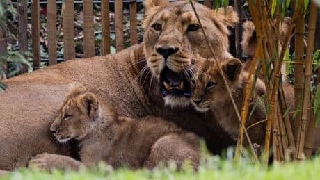 „Unnötiges Leid ersparen“: Kölner Zoo hat zwei Löwenbabys eingeschläfern lassen
