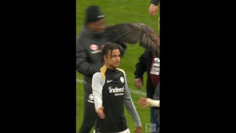 Aggro-Maskottchen - Adler-Attacke auf Bundesliga-Star