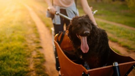 El paseo perfecto existe: carritos para perros que evitan el cansancio y cuidan su salud