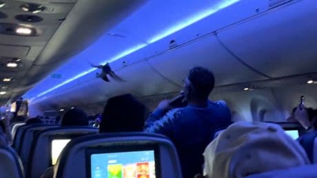 Pigeon pair causes chaos on board Delta flight