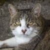 Alarmierte die Nachbarn: Katze rettet Besitzerin das Leben