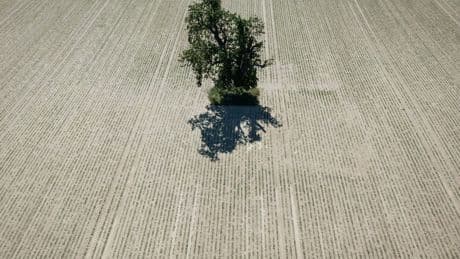 Klimarat: Klimaneutralität 2045 wird verfehlt