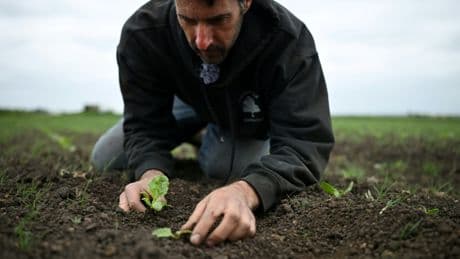 Au Royaume-Uni, un printemps exceptionnellement sec suscite les angoisses des agriculteurs