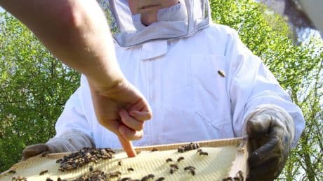 Sonsbecker Grundschüler besuchen Imker: Mit 16 Jahren Herr über eine Viertelmillion Bienen