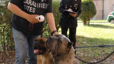 Aggredito dal suo cane corso tenta la fuga ma viene sbranato, professionista in ospedale: «È stato un incubo»