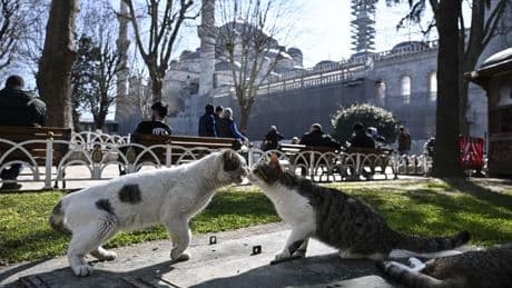 Naast de watermeloenen, op daken van auto’s, in de moskee – in Istanbul zitten overal katten