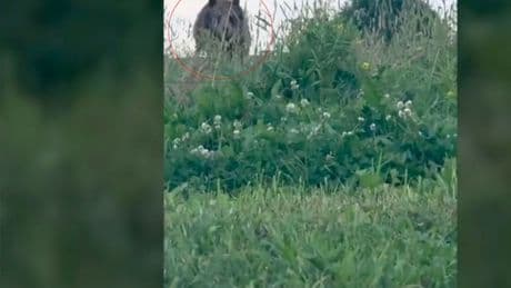 Screams as Russian singer left 'fearing for life' after bear charges at picnic
