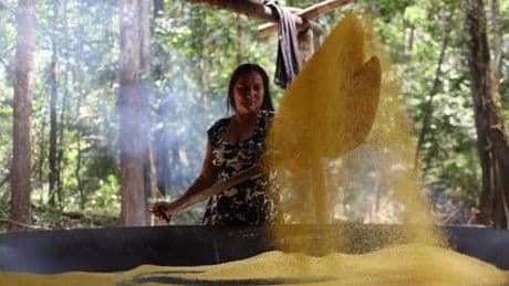 Au Brésil, la redécouverte du manioc dans les restaurants
