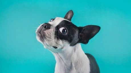 ¿Seguro que entiendes a tu perro? La ciencia dice que posiblemente no