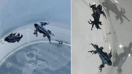 Hallan nuevos dragones azules venenosos en playas de Alicante: "No los toques, ni con guantes"