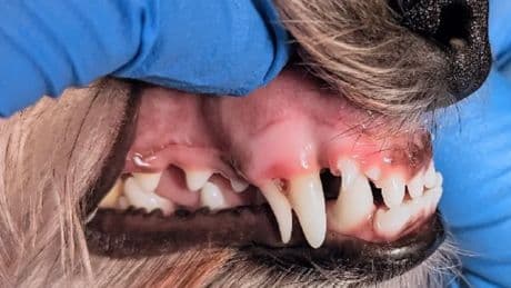 Dientes de tiburón en perros, el problema dental que afecta sobre todo a las razas pequeñas