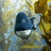 Dans le documentaire "L'appel de l'océan", le naturaliste David Attenborough alerte sur les ravages de la pêche industrielle