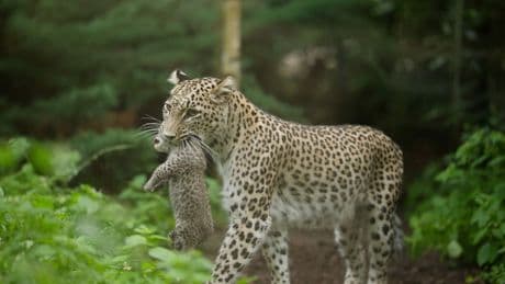 Seltene Leoparden-Geburt im Zoo Münster
