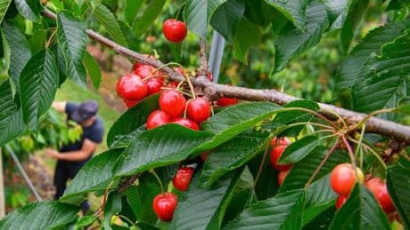 Süße und Saure: Obstbauern erwarten bessere Kirschernte als im Vorjahr