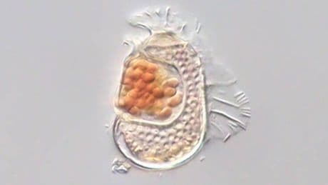 Japón encuentra un nuevo ser que no está 'ni vivo ni muerto' y la ciencia busca una explicación
