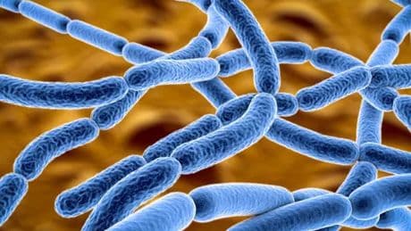 Anthrax outbreak: One dead and three hospitalised as WHO alerted
