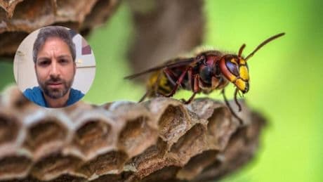 Álvaro Fernández, farmacéutico: ''El veneno de abeja puede provocar dolor, inflamación, reacciones alérgicas graves e incluso shock anafiláctico, que puede ser mortal''