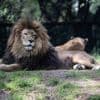 Un lion attaque une femme de 50 ans dans un zoo australien, la victime perd son bras