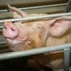 Durch "Animal" zum Vegetarier: Tibor Rode lässt die Sau raus