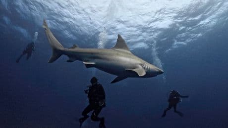 How Jaws Wreaked Havoc on Marine Conservation