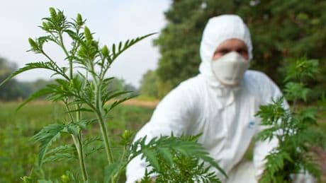 Achtung, Allergiker – Jetzt fängt die Schreckenspflanze an zu blühen