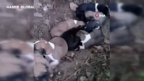 Çiftçinin dikkati 8 köpek yavrusunu ölümden kurtardı