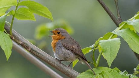 Vous trouvez que les oiseaux chantent plus tôt qu'avant? Vous avez raison et c'est de notre faute