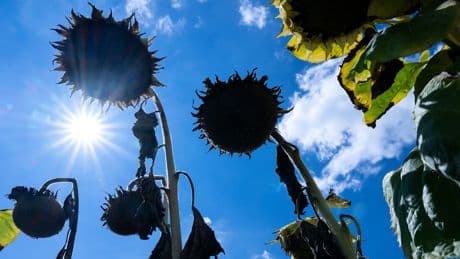 Der Dürre-Atlas - Und kommt jetzt auch noch ein „Monster-Sommer“?