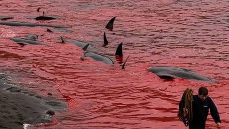 Decine di cetacei uccisi e smembrati alle isole Faer Oer: polemiche per la Grindadráp