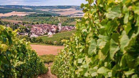 Pesticides : une étude d’ampleur vient confirmer la surimprégnation des riverains des vignes