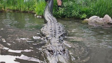 Tiere im Film: Bekannt aus "Happy Gilmore": Hollywood-Alligator ist tot