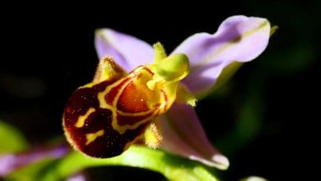 La flor que se disfraza de abeja para asegurar su polinización