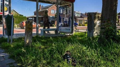Veel dode eenden in Oostzaan, vermoedelijk door eendenpest: ’Ik verwacht dat de helft van de populatie sterft’
