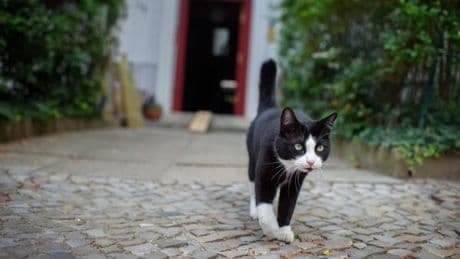 Straßenkatzen in Berlin: Ein kleiner Verein will Großes bewegen