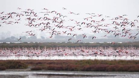 Plus de 1 500 scientifiques appellent l’Europe à combler le déficit de financement en faveur de la biodiversité