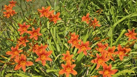 Naschoase im eigenen Garten: Essbare Stauden, die Sie immer wieder ernten können