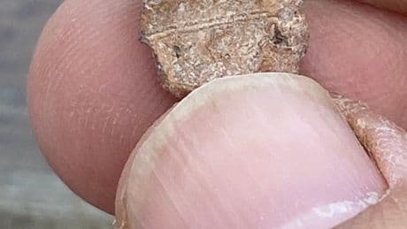 Lost relic linked to Biblical doomsday warning found & ancient elite’s fingerprint STILL visible 2,600 years after curse
